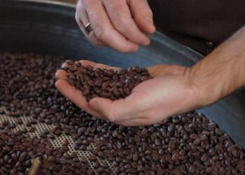 Producción de café está en jaque por presencia de hongo
