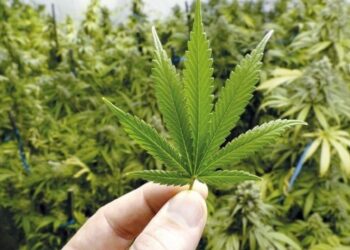 Hombre de 60 años sembró más 600 plantas de marihuana en Táchira