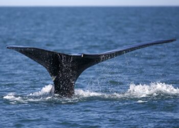 Desarrollan proyecto para proteger ballenas desde el espacio