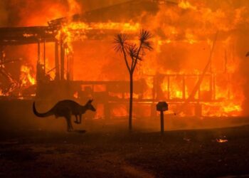 Artistas aportan grandes sumas de dinero para combatir incendios en Australia