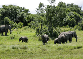 Safaris virtuales acercan los animales a turistas confinados