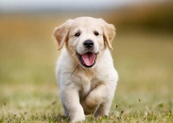 Mascotas se ven afectadas por el aislamiento social por el coronavirus
