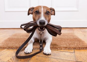 Animales de compañía serán atendidos en jornadas gratuitas