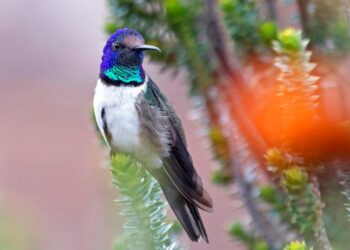 Colibrí ecuatoriano emite cantos de seducción ultrasónicos