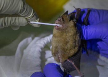 Rastrean origen de coronavirus en murciélagos en Tailandia