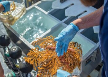 Descubren 30 nuevas especies de invertebrados en aguas profundas de Galápagos