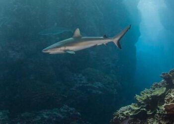 Ecuador: Observan tiburones primitivos en islas Galápagos