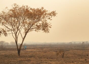 Continúa la batalla para salvar los humedales tropicales de Brasil de las llamas