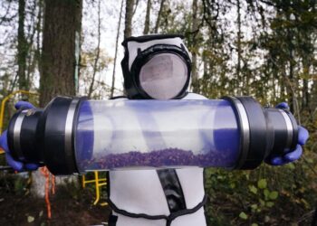 Tripulaciones aspiran "avispones asesinos" del nido de Washington