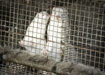 Norte de Dinamarca declara cuarentena por virus mutante