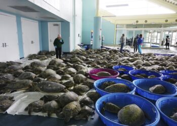 Miles de tortugas marinas aturdidas por el frío son rescatadas en Texas