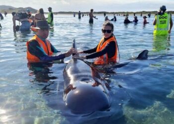 Voluntarios rescatan a 40 ballenas varadas en Nueva Zelanda