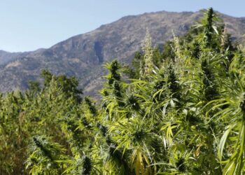Marruecos avanza hacia la legalización de la marihuana medicinal