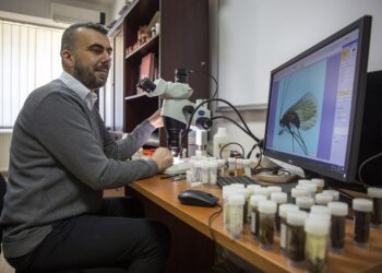 Kosovo: biólogo descubre insecto, lo llama coronavirus