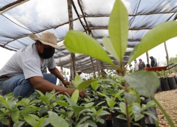 Presidente mexicano impulsa polémico plan de reforestación