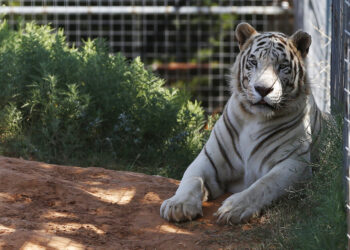 Retiran a último felino del Tiger King Park de Oklahoma