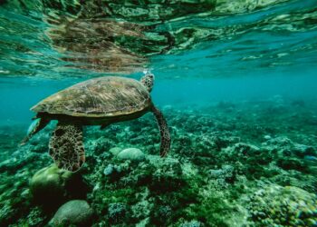 Un grupo anzoatiguense comprometido con el bienestar marino