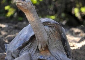 Ecuador confirma hallazgo de tortuga que se creía extinta
