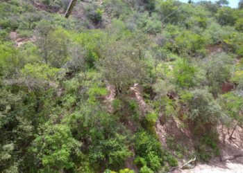Vecinos de Playa Grande, en Carúpano, exigen distribución de gas doméstico para evitar deforestación