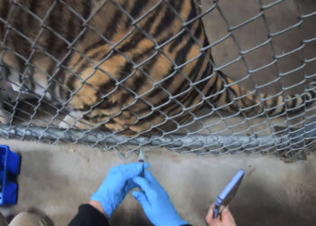 Zoológico de Oakland vacuna contra Covid a felinos y hurones
