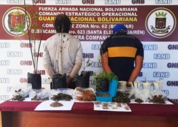 GNB atrapó a dos hombres con semillas de marihuana