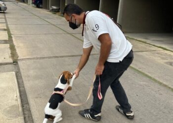“Con los perros todo tiene solución”: ayude a su mascota a socializar mejor
