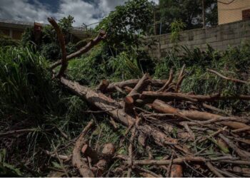 Venezuela, un país menos verde ante la tala indiscriminada