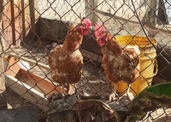 Costo de fletes y escasez de combustible incrementan el costo de los huevos