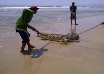Autoridades emitieron alerta en Higuerote, Carenero y Río Chico por posible presencia de cocodrilos