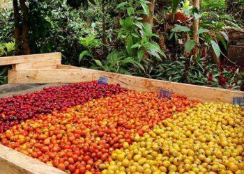 Caficultores expondrán realidad del sector agrícola y otros temas en seminario productivo