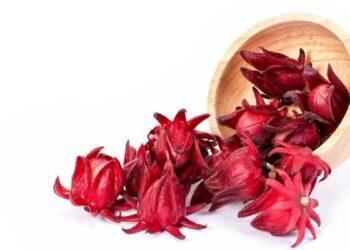 La flor de jamaica y sus propiedades medicinales