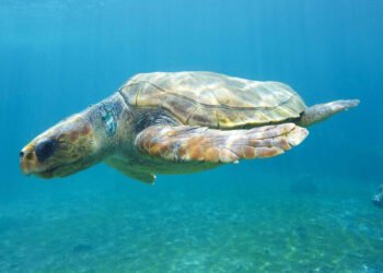 Cambio climático podría extinguir 48% de las especies animales