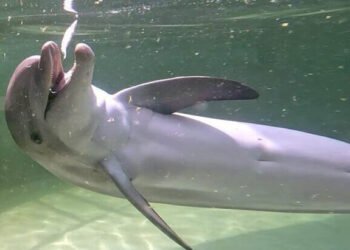 Delfín rescatado y rehabilitado será parte de los Cayos de Florida