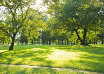 Crecer en áreas verdes ayuda al desarrollo cognitivo