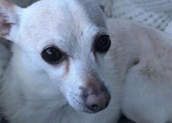 Chihuahua TobyKeith es el perro más viejo del mundo