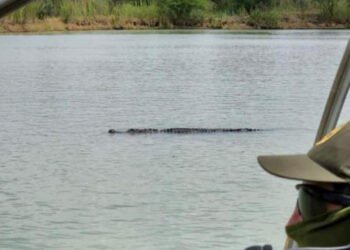 Alertan peligro para los migrantes: avistan cocodrilos en el Río Bravo