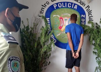 Autoridades militares y policiales detectaron en Sucre tres plantaciones de marihuana