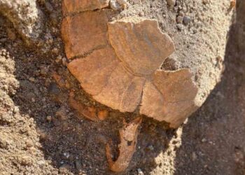 Descubren una tortuga con un huevo en las ruinas de Pompeya