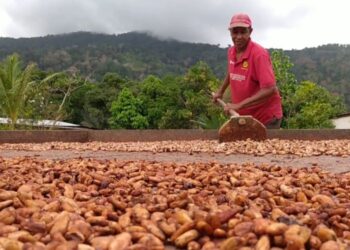Alertan sobre disminución de la producción de Cacao en 50% en Sucre (+Fotos)