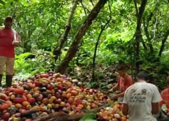 Afectación por Escoba de bruja hizo descender la producción en Cajigal en 75%