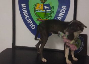 Polimiranda aprehendió a un sujeto por maltrato animal