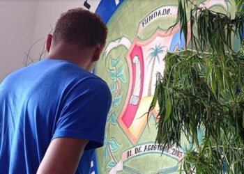 GNB decomisó 423 plantas de marihuana en el municipio Montes