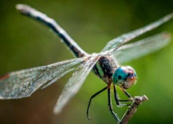 Científicos descubren mecanismo que regenera alas de insectos cuando se dañan