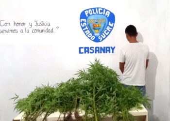 Policía de Sucre decomisó 20 plantas de marihuana en Ribero