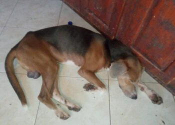 Proteccionistas denunciaron caso de maltrato animal en Puente Ayala
