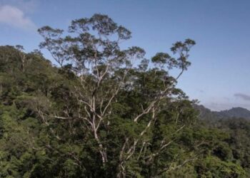 Científicos logran llegar al árbol más alto jamás encontrado en el Amazonas