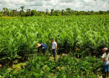 Alimentos Polar financia la renovación de cultivos a productores de palma aceitera en Monagas