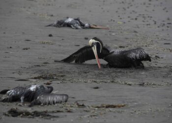 Venezuela activa plan para promover la prevención de la gripe aviar