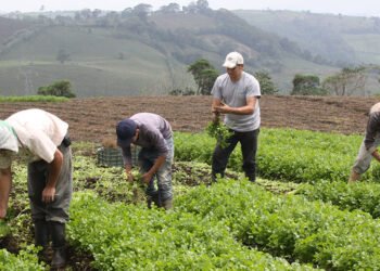 “Zonas rurales en Venezuela están muy afectadas”