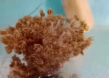 Experta considera que deberemos aprender a convivir con el coral invasor asentado en Sucre y Anzoátegui